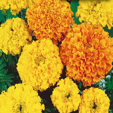 Load image into Gallery viewer, MARIGOLD crackerjack mix