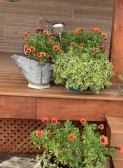 Cheryl's yard