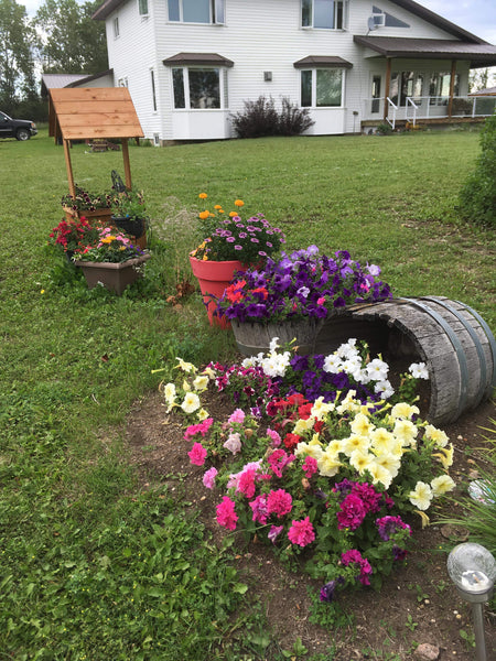 Judy shared her yard's beauty!