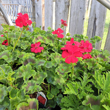 Load image into Gallery viewer, GERANIUM galaxy dark red
