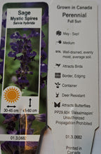 Load image into Gallery viewer, SALVIA mystic spires blue
