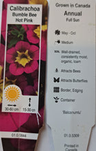 Load image into Gallery viewer, CALIBRACHOA  bumble bee hot pink
