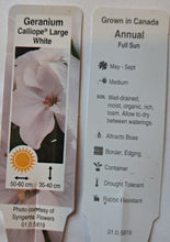 Load image into Gallery viewer, GERANIUM calliope large white
