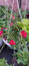 Load image into Gallery viewer, VERBENA vanessa red
