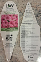 Load image into Gallery viewer, PETUNIAsupertunia vista mini hot pink

