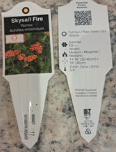 Load image into Gallery viewer, ACHILLEA skysail fire
