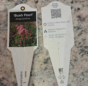 ANIGOZANTHOS bush pearl