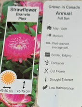 Load image into Gallery viewer, BRACTEANTHA---- granvia pink
