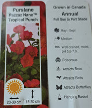 Load image into Gallery viewer, PORTULACApurslane-trailing pazza nano tropical punch
