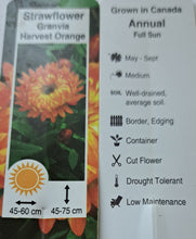 Load image into Gallery viewer, BRACTEANTHA---- granvia harvest orange
