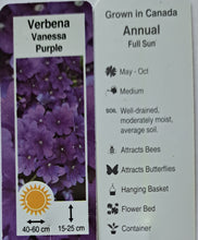 Load image into Gallery viewer, VERBENA vanessa purple
