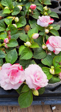Load image into Gallery viewer, IMPATIENS DOUBLE glimmer strawberry sparkler
