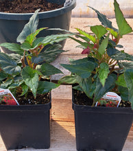 Load image into Gallery viewer, BEGONIA  Beauvilla red
