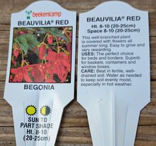 Load image into Gallery viewer, BEGONIA  Beauvilla red
