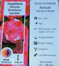 Load image into Gallery viewer, IMPATIENS DOUBLE glimmer strawberry sparkler
