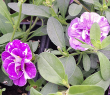 Load image into Gallery viewer, CALIBRACHOA mini famous uno funtopia blue
