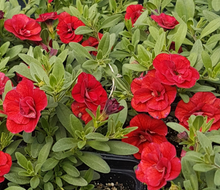 Load image into Gallery viewer, CALIBRACHOA mini famous neo double red

