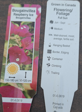 Load image into Gallery viewer, BOUGAINVILLEA barbara karst
