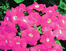 Load image into Gallery viewer, PETUNIA storm pink[regular]
