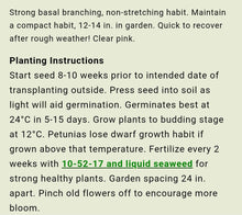 Load image into Gallery viewer, PETUNIA storm pink[regular]

