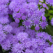 Load image into Gallery viewer, AGERATUM monarch magic
