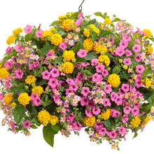 Load image into Gallery viewer, PETUNIAsupertunia vista mini hot pink
