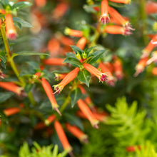 Load image into Gallery viewer, MEXICAN HEATHER (cuphea) vermillionaire
