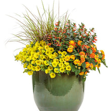 Load image into Gallery viewer, MEXICAN HEATHER (cuphea) vermillionaire
