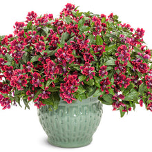 Load image into Gallery viewer, MEXICAN HEATHER (cuphea) totally tempted richly red
