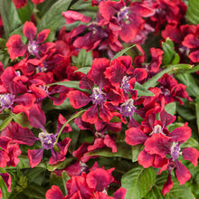 Load image into Gallery viewer, MEXICAN HEATHER (cuphea) totally tempted richly red
