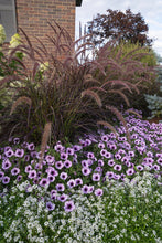 Load image into Gallery viewer, GRASSES pennisetum setaceum rubrum(purple fountain grass)
