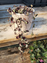 Load image into Gallery viewer, CEROPEGIA woodii silver glory [vine]
