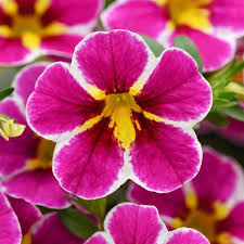 CALIBRACHOA cha cha electric pink