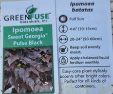 Load image into Gallery viewer, IPOMOEA (sweet potato vine)sweet georgia pulse black
