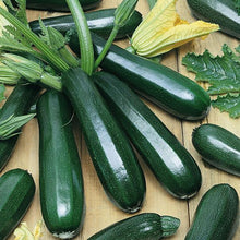 Load image into Gallery viewer, VEGETABLE SQUASH zucchini noche
