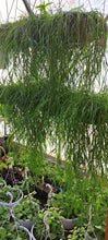 Load image into Gallery viewer, GRASSES AGROSTIS [bamboo grass]
