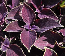 Load image into Gallery viewer, COLEUS vino
