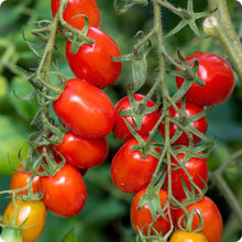Load image into Gallery viewer, VEGETABLE TOMATO roma paste [medium]
