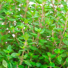 Load image into Gallery viewer, HERB THYME english [vulgaris]
