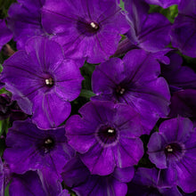 Load image into Gallery viewer, PETUNIAsupertunia royal velvet
