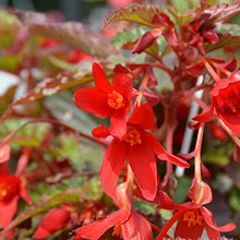 Load image into Gallery viewer, BEGONIA  Beauvilla red
