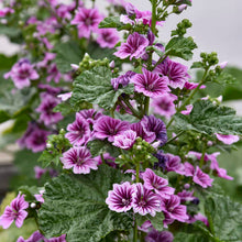 Load image into Gallery viewer, MALVA SYLVESTRIS zebrina [hollyhock mallow]
