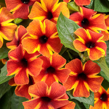 Load image into Gallery viewer, THUNBERGIA tangerine slice a-peel [vine]
