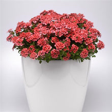 Load image into Gallery viewer, VERBENA lascar mango orange
