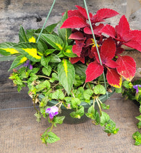 Load image into Gallery viewer, IMPATIENS NEW GUINEA SUNPATIENS compact tropical rose [variegated]
