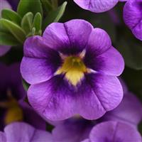 Load image into Gallery viewer, CALIBRACHOA bumble bee blue
