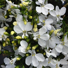 Load image into Gallery viewer, LOBELIA magadi white
