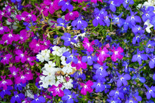 Load image into Gallery viewer, LOBELIA rainbow mix
