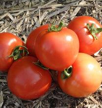 Load image into Gallery viewer, VEGETABLE TOMATO early girl bush [medium]

