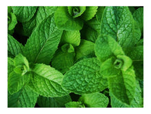 Load image into Gallery viewer, HERB SPEARMINT
